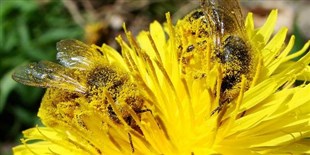 Field Studies Confirm Neonicotinoids’ Harm to Bees