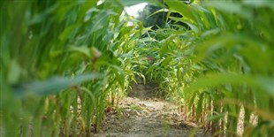 Opinion: Hidden Environmental Cost in Green Solutions