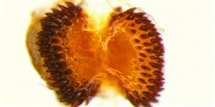 Image of the Day: Teeth