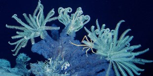 Image of the Day: Feathery Fireworks