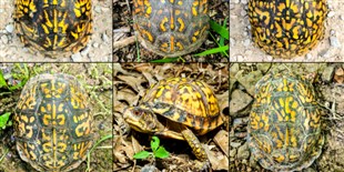 Image of the Day: Boxes of Turtles