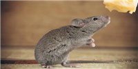 Olfaction Determines Weight in Mice