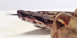 Snake Sex Determination Dogma Overturned