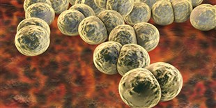 Untreatable Gonorrhea Rising Globally