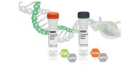 Bio-Rad Introduces First Droplet Digital™ PCR–Based Assays to Quickly Quantify CRISPR Efficiency image: Bio-Rad Introduces First Droplet Digital™ PCR–Based Assays to Quickly Quantify CRISPR Efficiency