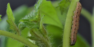 Caterpillars Turn to Cannibalism: Study