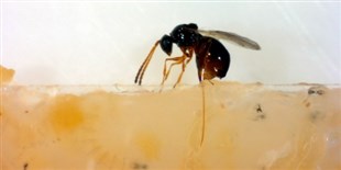 How Bacteria in Flies Kill Parasitic Wasps