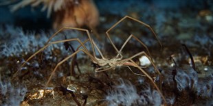 Sea Spiders Breathe with Their Guts