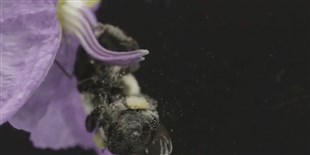 Image of the Day: Bees, Flowers, and Pollen Showers