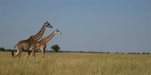 Earth Experiencing Sixth Mass Extinction: Study