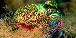 Image of the Day: Psychedelic Symbiosis