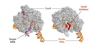 Anti-CRISPR Protein Reduces Off-Target Effects