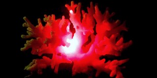 Light Scattering Varies Among Corals