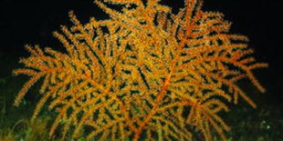 Image of the Day: Wounded Coral