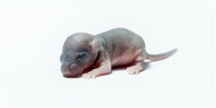 Zika Vaccines Protect Mouse Fetuses