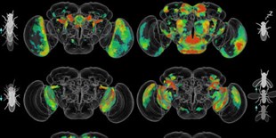 Behavior Circuits Mapped in Whole Fruit Fly Brain