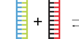 DNA Construction