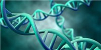 Most of Human Genome Nonfunctional: Study