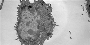 Technique Rapidly Generates Monoclonal Antibodies In Vitro