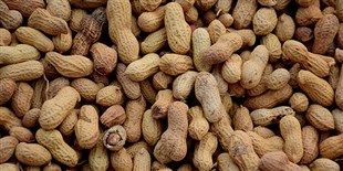 Peanut Allergy Treatment Works Long Term