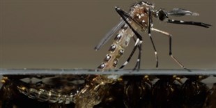GM Mosquitoes Closer to Release in U.S.
