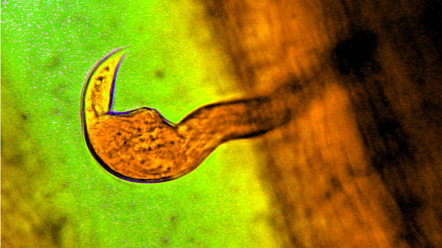 Parasites Unite! image: Parasites Unite!