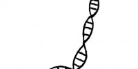Epigenetics and Society image: Epigenetics and Society