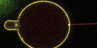 image: Optical Tweezers