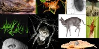 2010's best new species image: 2010's best new species