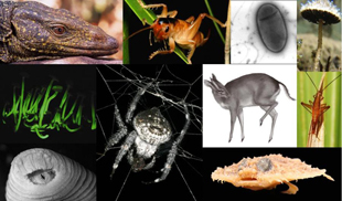 2010's best new species image: 2010's best new species