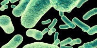 image: If Bacteria Can Do It…