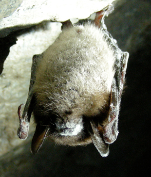National plan save bats image: National plan save bats