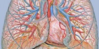 image: Lung stem cells -- for real?