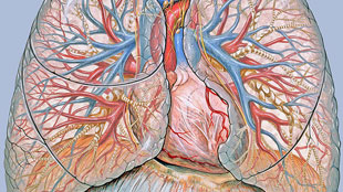 Lung stem cells -- for real? image: Lung stem cells -- for real?