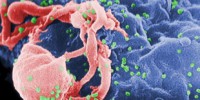 image: Vaccine primes T-cells for SIV