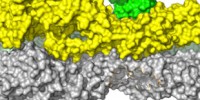 image: Engineered proteins for fighting flu