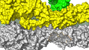 Engineered proteins for fighting flu image: Engineered proteins for fighting flu