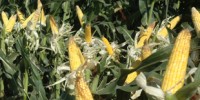 image: Drought-tolerant corn trials underwater