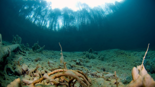 Early freshwater life image: Early freshwater life