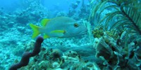 image: Lessons from the marine census
