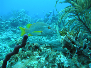 Lessons from the marine census image: Lessons from the marine census