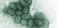 image: WHO punts on smallpox