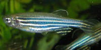 image: How zebrafish regrow limbs