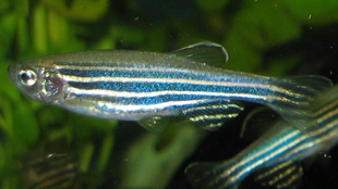 How zebrafish regrow limbs image: How zebrafish regrow limbs