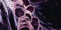 image: Mining Bacterial Small Molecules