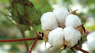 Scientists at the US Arid-Land Agricultural Research Center use RNAi technology to develop cotton plants that are resistant to whitefly pests, which cause damage as they feed on the crops, as well as transmit plant diseases.