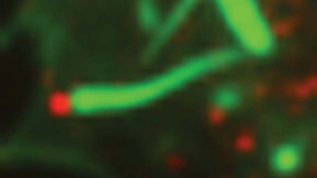 Freeze-Frame image: Freeze-Frame