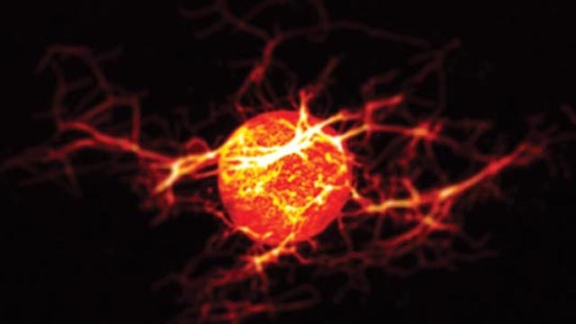 The Movement of Goods Around the Cell image: The Movement of Goods Around the Cell