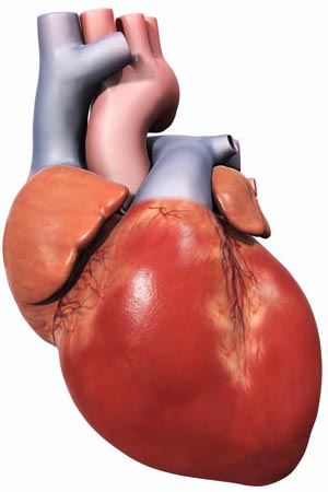 The Heart of the Matter image: The Heart of the Matter