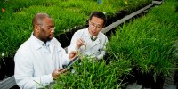 Justin Pita, a senior research associate from the Ivory Coast (left), and Xin Ding, a research scientist from China, evaluate tall fescue plants in a greenhouse at The Samuel Roberts Noble Foundation, which ranked 7th among US institutions this year.Broderick Stearns